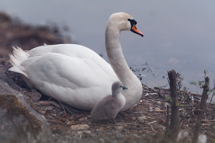 Swan with Cygnet